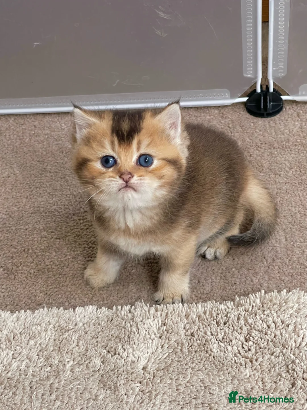 British Shorthair cats for sale: 💙Golden BSH kitten 💙 - Advert 2