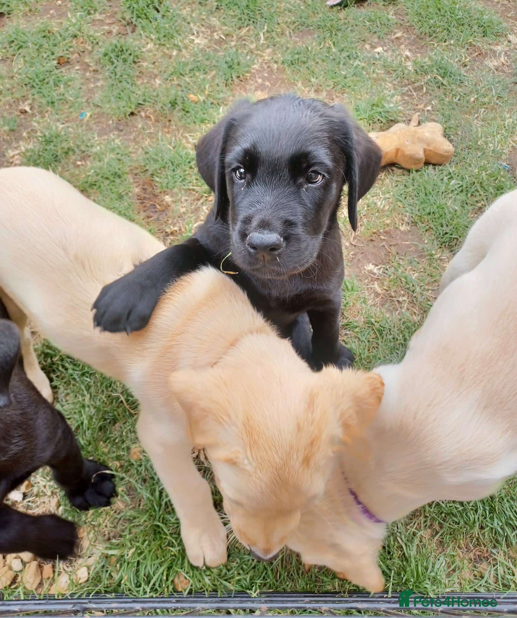 Labrador Retriever dogs for sale: Last golden girl looking for her forever home - Advert 10
