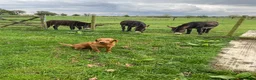Labrador Retriever dogs for stud: Health clear,hip scored,KC Red Labrador for stud in Darlington - Advert 12