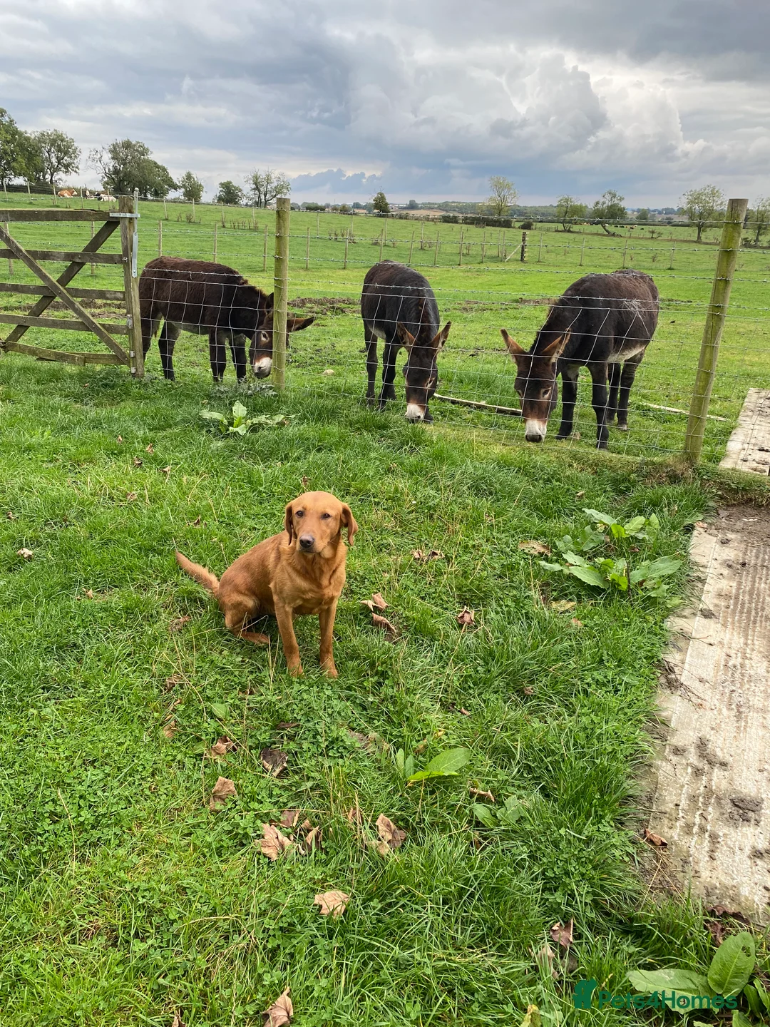 Labrador Retriever dogs for stud: Health clear,hip scored,KC Red Labrador for stud in Darlington - Advert 12