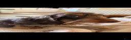 Miniature Dachshund dogs for sale: Pedigree Miniature Wire Haired Dachshund Female - Advert 1