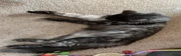 Maine Coon cats for sale: Beatie in Colchester - Advert 6