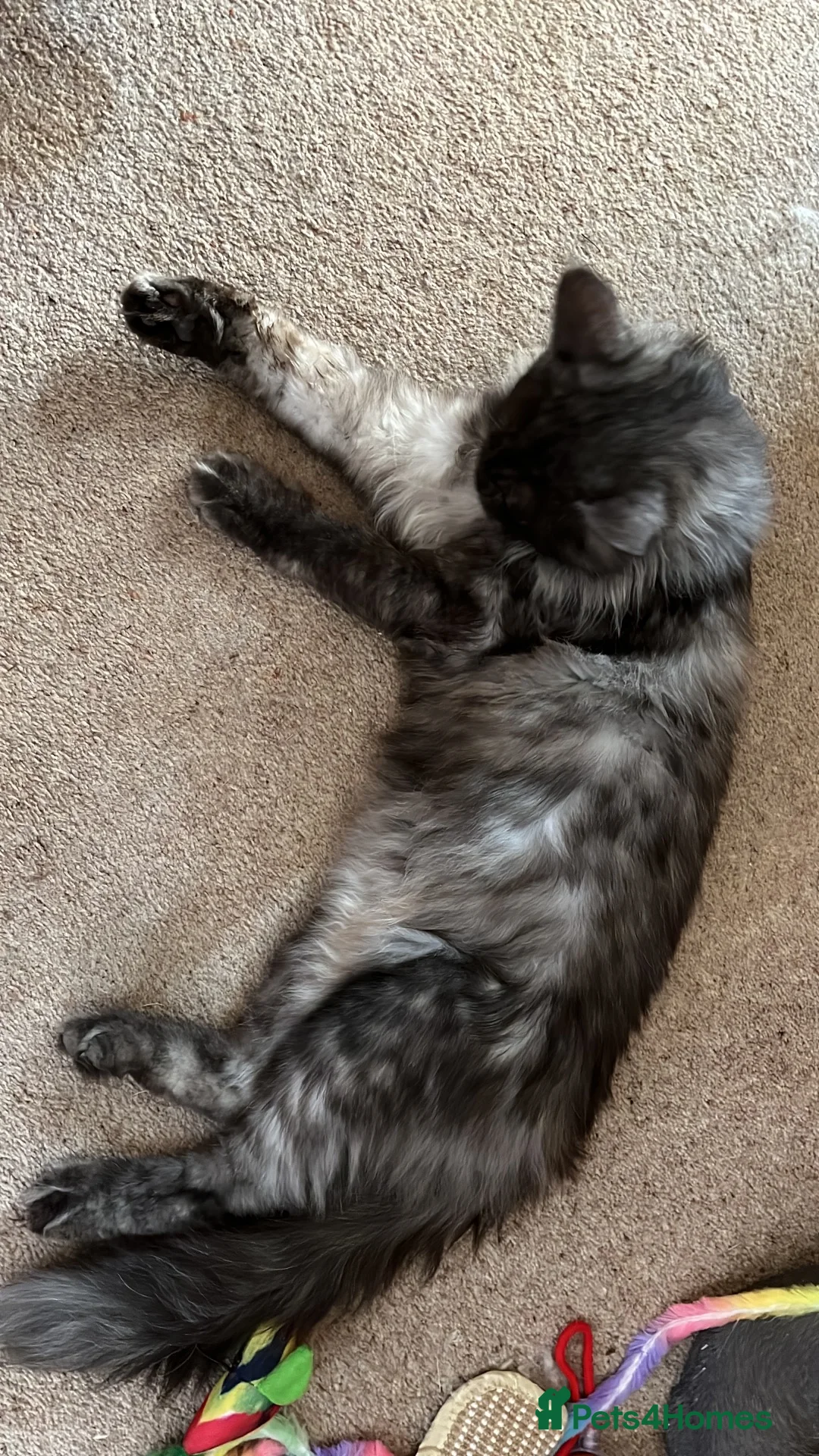 Maine Coon cats for sale: Beatie in Colchester - Advert 6