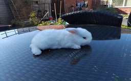 Mini Lop rabbits for sale: 3 lovely mini lop males for sale - Image 2