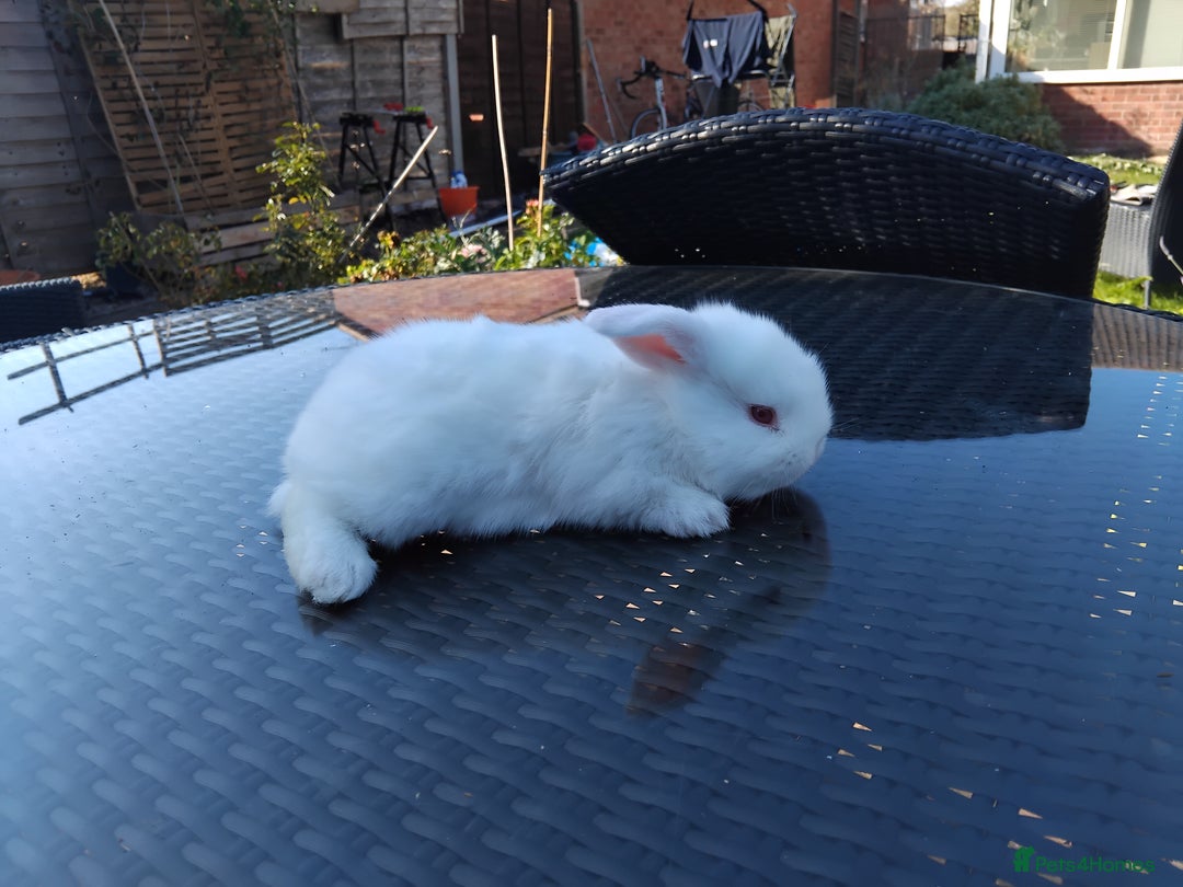 Mini Lop rabbits for sale: 3 lovely mini lop males for sale - Image 2