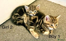 Bengal cats for sale: Gorgeous Bengal kittens ready on go 26th September - Image 12