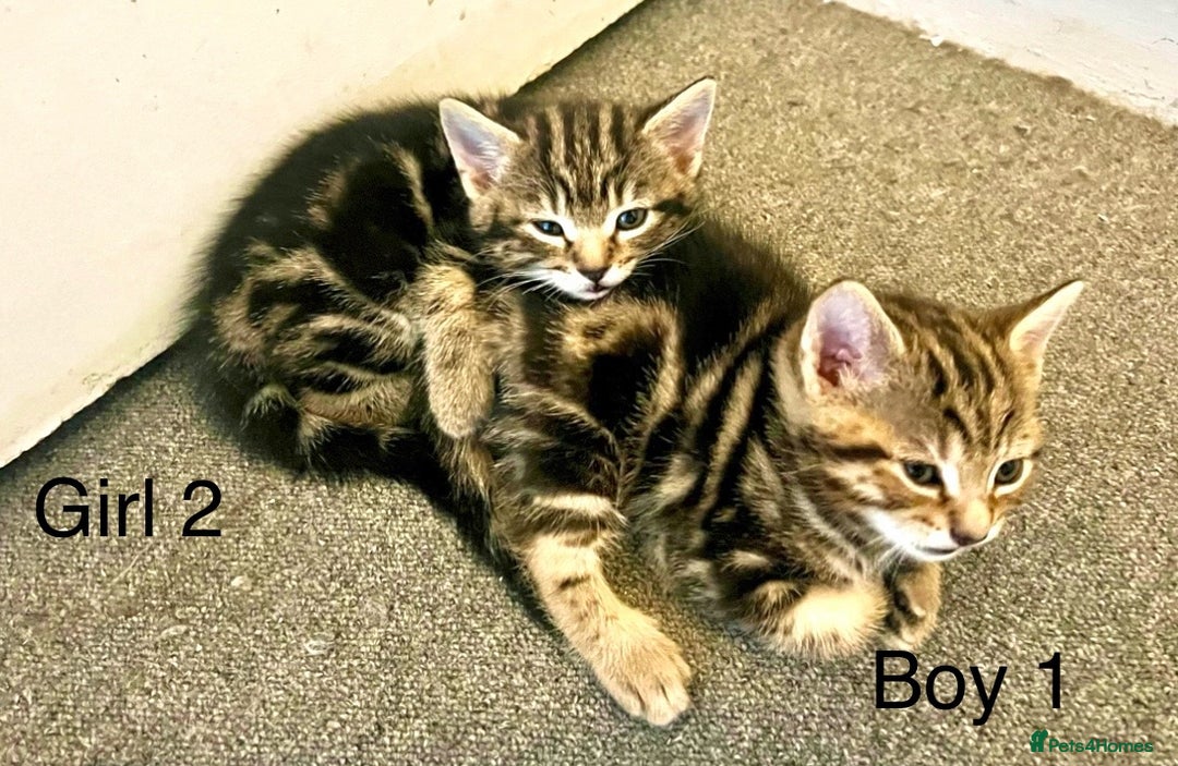Bengal cats for sale: Gorgeous Bengal kittens ready on go 26th September - Image 12