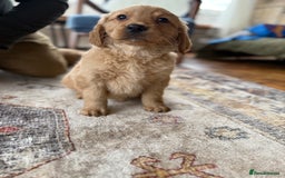 Golden Retriever dogs for sale: Golden retriever puppies - Image 6