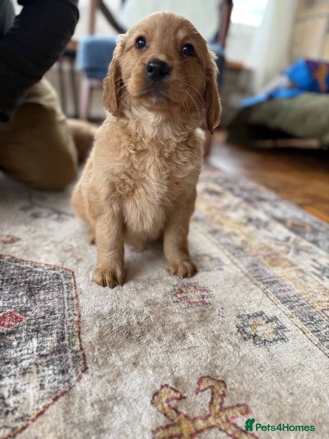 Golden Retriever dogs for sale: Golden retriever puppies - Image 6
