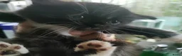Mixed Breed cats for sale: Last 3 beautiful kittens - Advert 9
