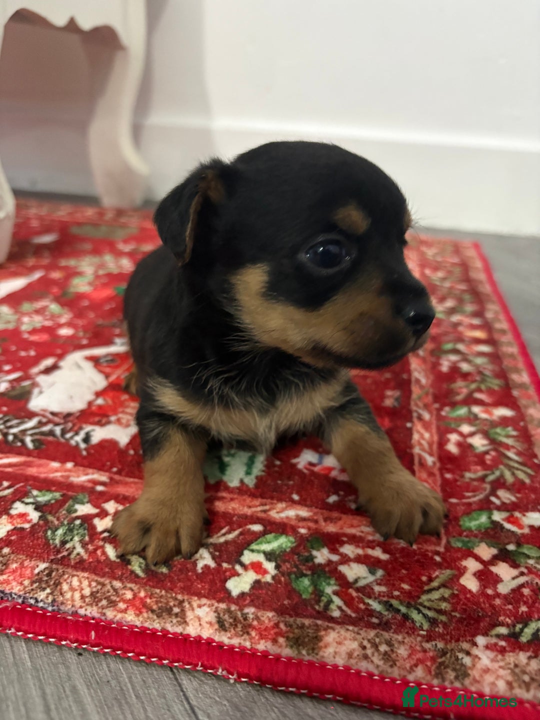Yorkshire Terrier dogs for sale: Yorkshire terrier, terrier cross puppies - Advert 16
