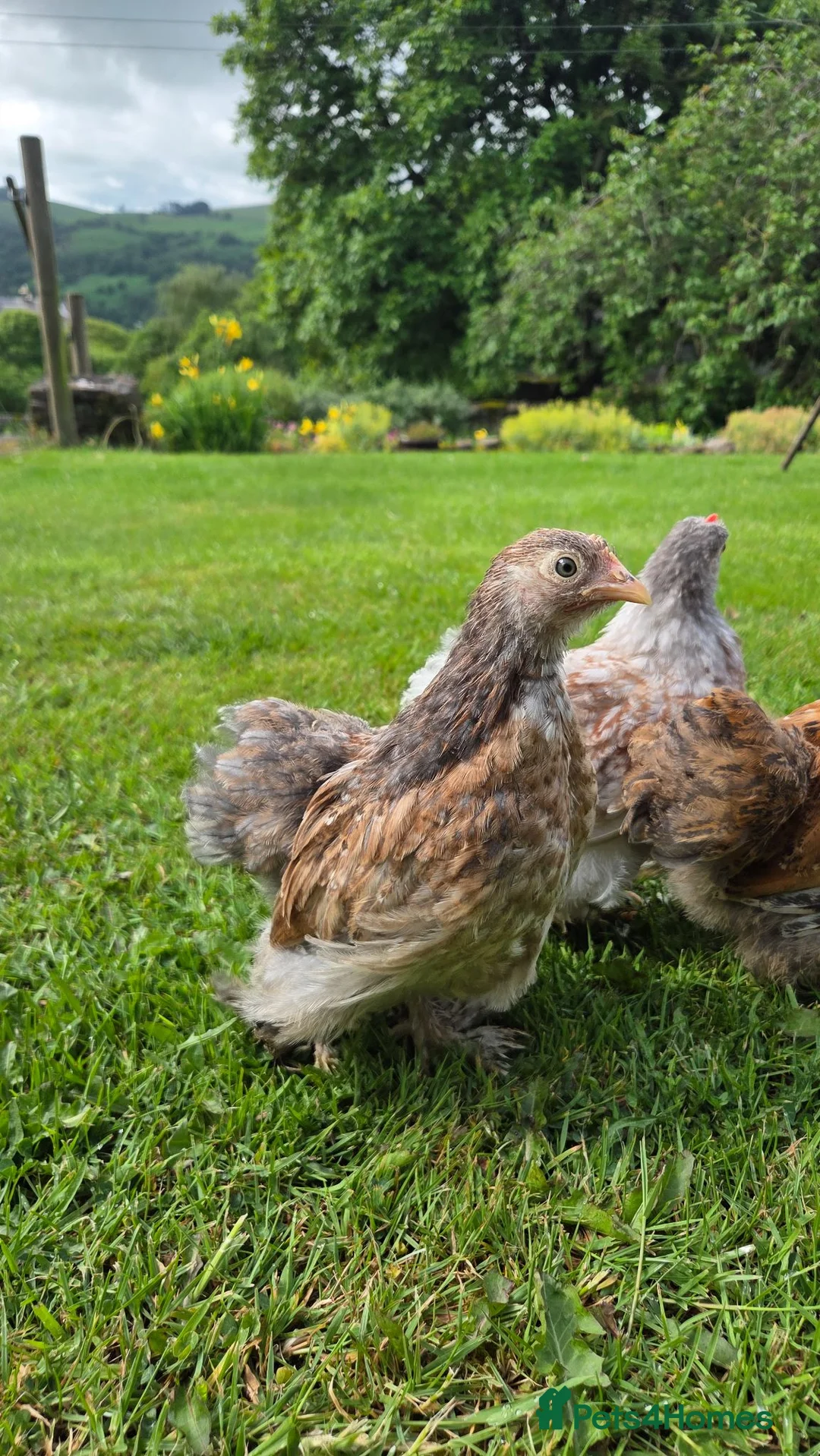 Chickens poultry for sale: Trio of pekin bantam growers - Advert 5
