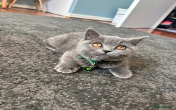 British Shorthair cats for sale: Lovely mom's 1st kittens! - Image 9