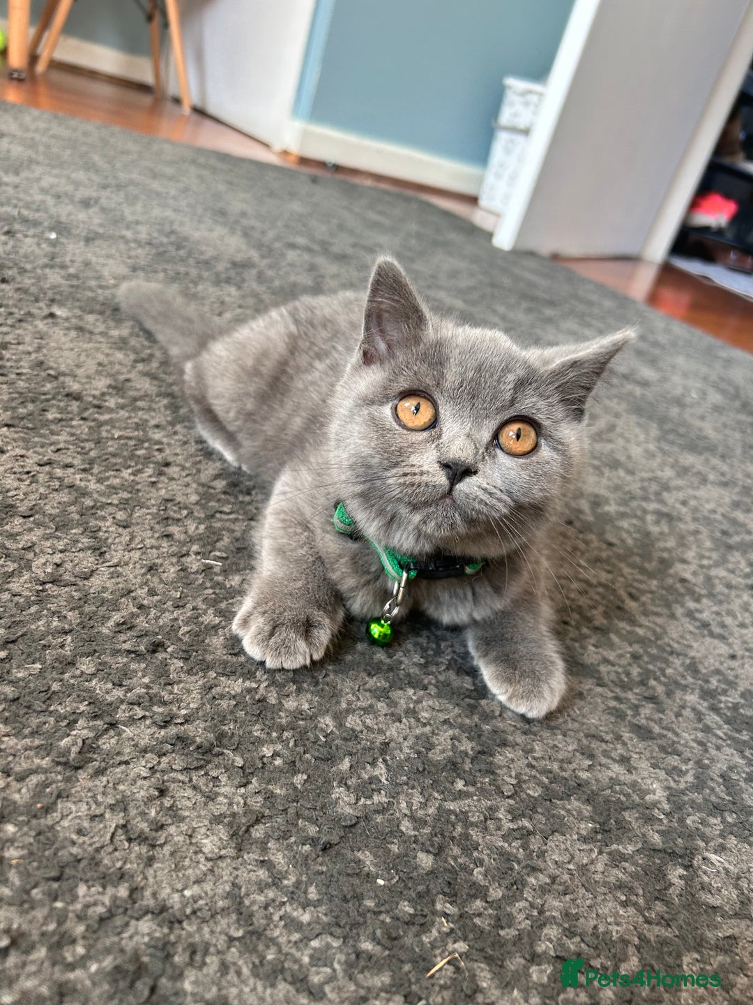 British Shorthair cats for sale: Lovely mom's 1st kittens! - Image 9