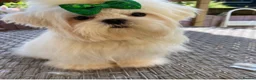 Maltipoo dogs for sale: 5🌟Korean maltipoo puppies health tested - Advert 17