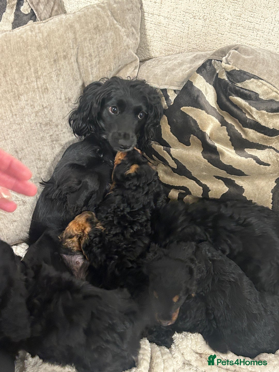Cockapoo dogs for sale: F1 cockapoo puppies  - Image 17