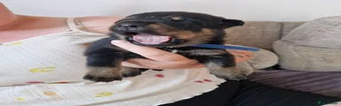 Chief