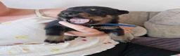 Mixed Breed dogs for sale: 9 gorgeous staffy cross rottweiler puppies  - Advert 14