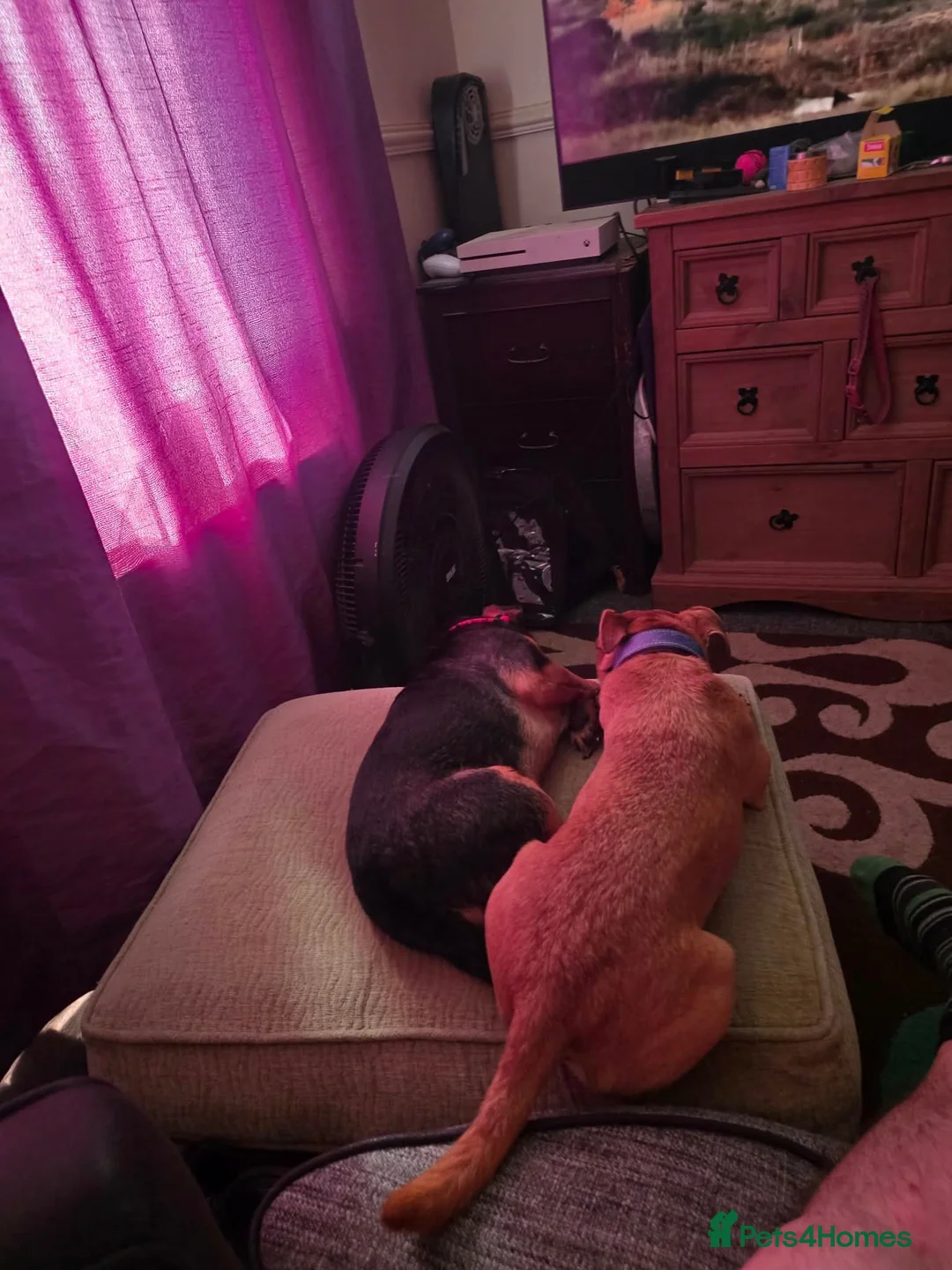 Mixed Breed dogs for sale: Chihuahua x russel - Advert 1