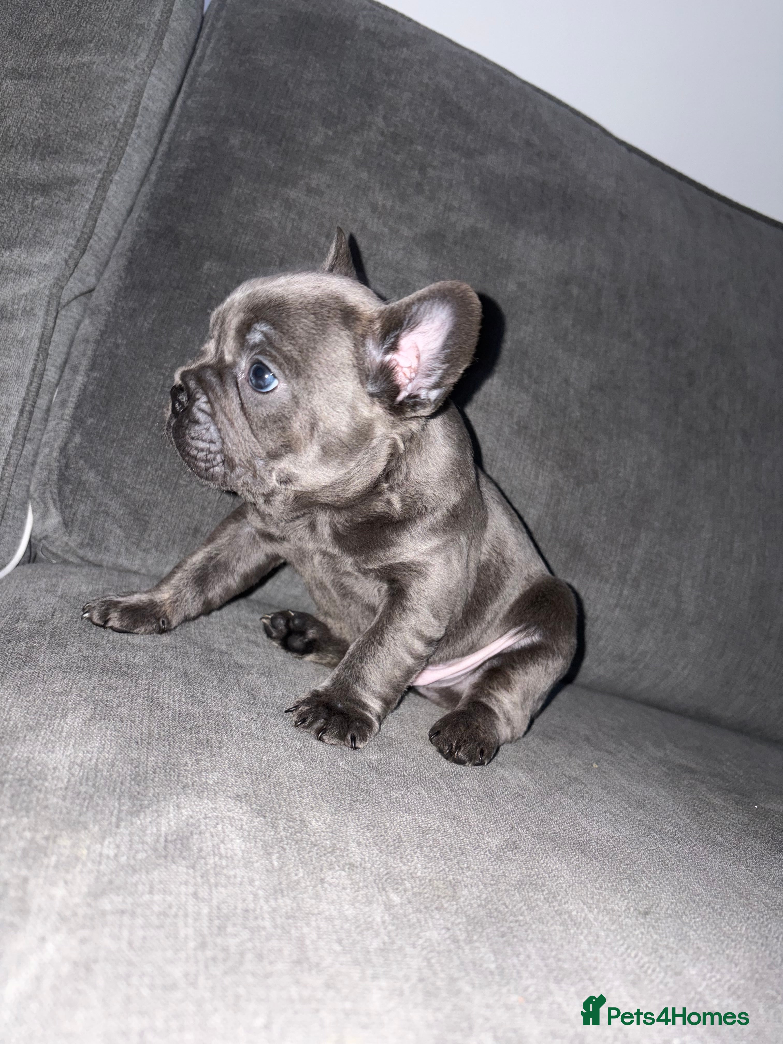 French Bulldog dogs French bulldog puppies - Advert 7