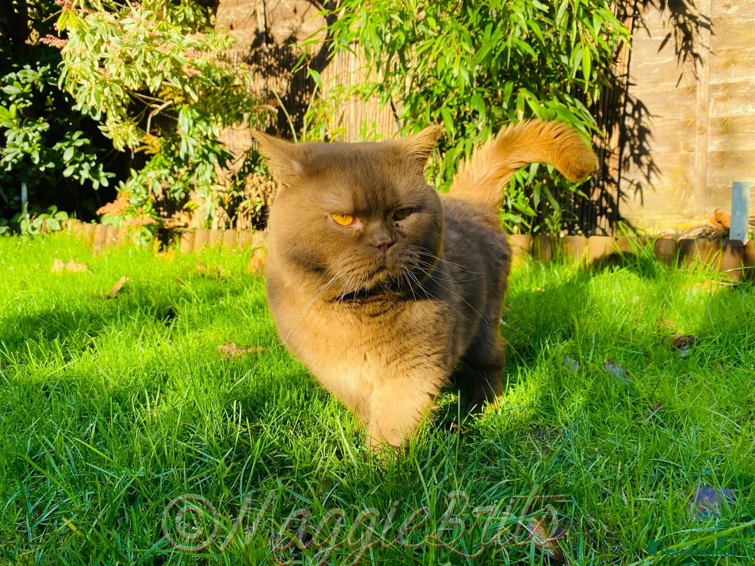 British Shorthair cats for stud: Supreme Grand Champion 🥇🏆🏅 in Northolt - Advert 10