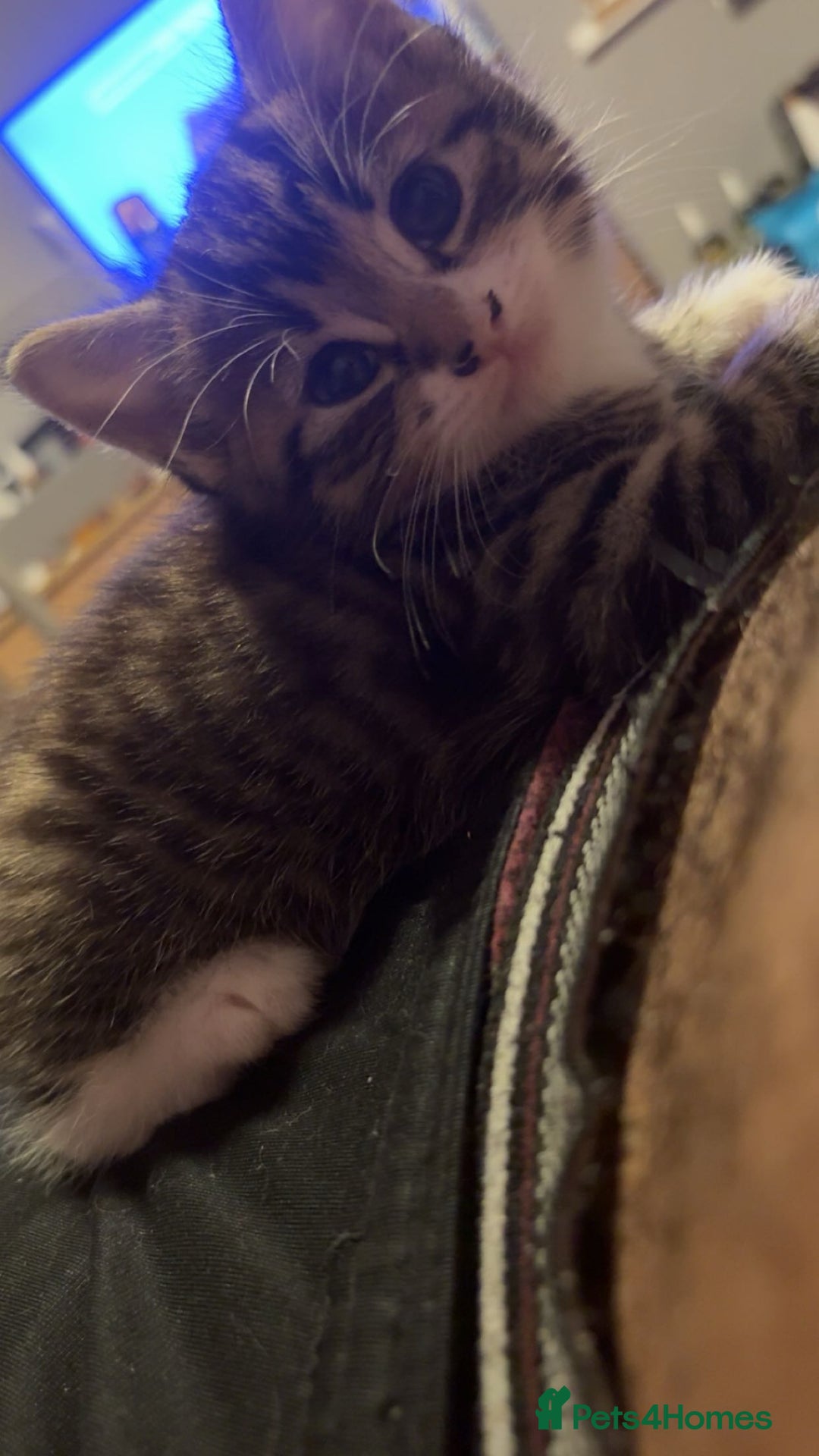 Mixed Breed cats for sale: Kittens  - Image 6