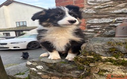 Bearded Collie dogs for sale: 💥3/4 beautiful BEARDIE BOY! 💥 - Advert 19