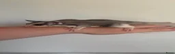 Sugar Glider rodents for sale: Female mosaic sugar glider  - Advert 4