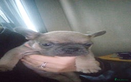 French Bulldog dogs for sale: French bulldog puppies - Image 1