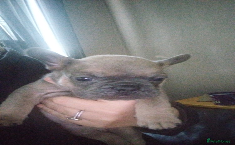 French Bulldog dogs - Advert 3