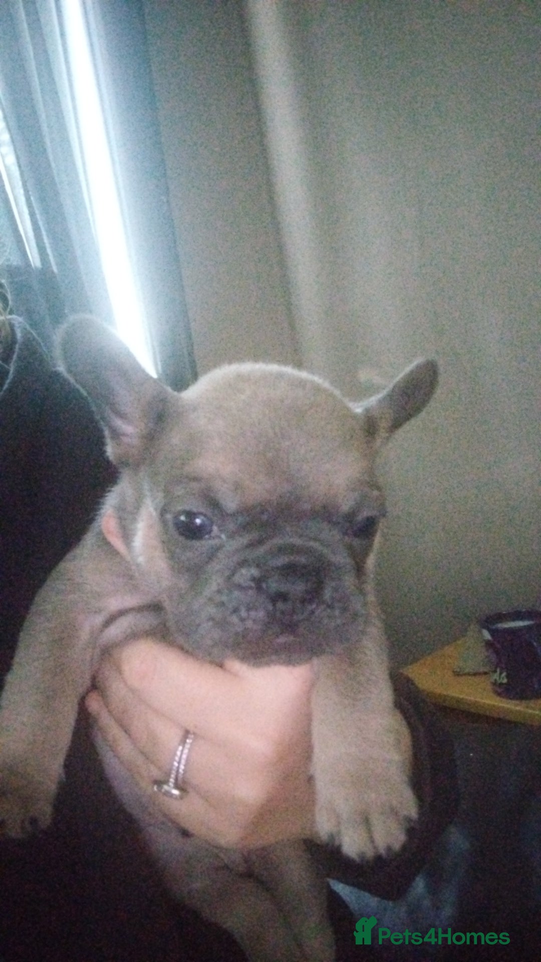 French Bulldog dogs for sale: French bulldog puppies - Image 1