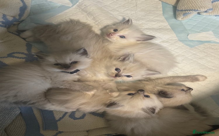 Ragdoll cats - Advert 1