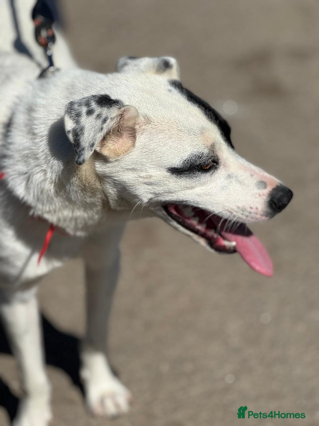 Mixed Breed dogs for adoption: LUCY - a Superb young Girl for a Loving Home - Image 17