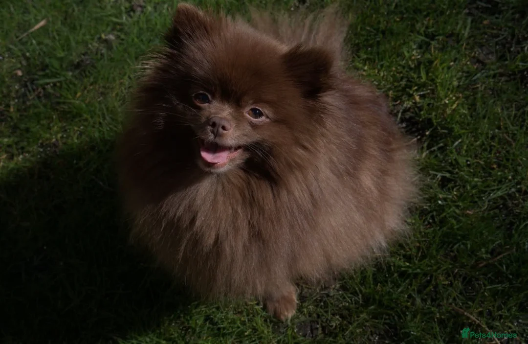 Pomeranian dogs for sale: Chocolate Pomeranian teddy bears 🤎🤎🤎🤎 in London - Advert 2