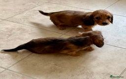 Miniature Dachshund dogs for sale: UPDATED PHOTOS - Long Haired Miniature Dachshunds  - Image 16