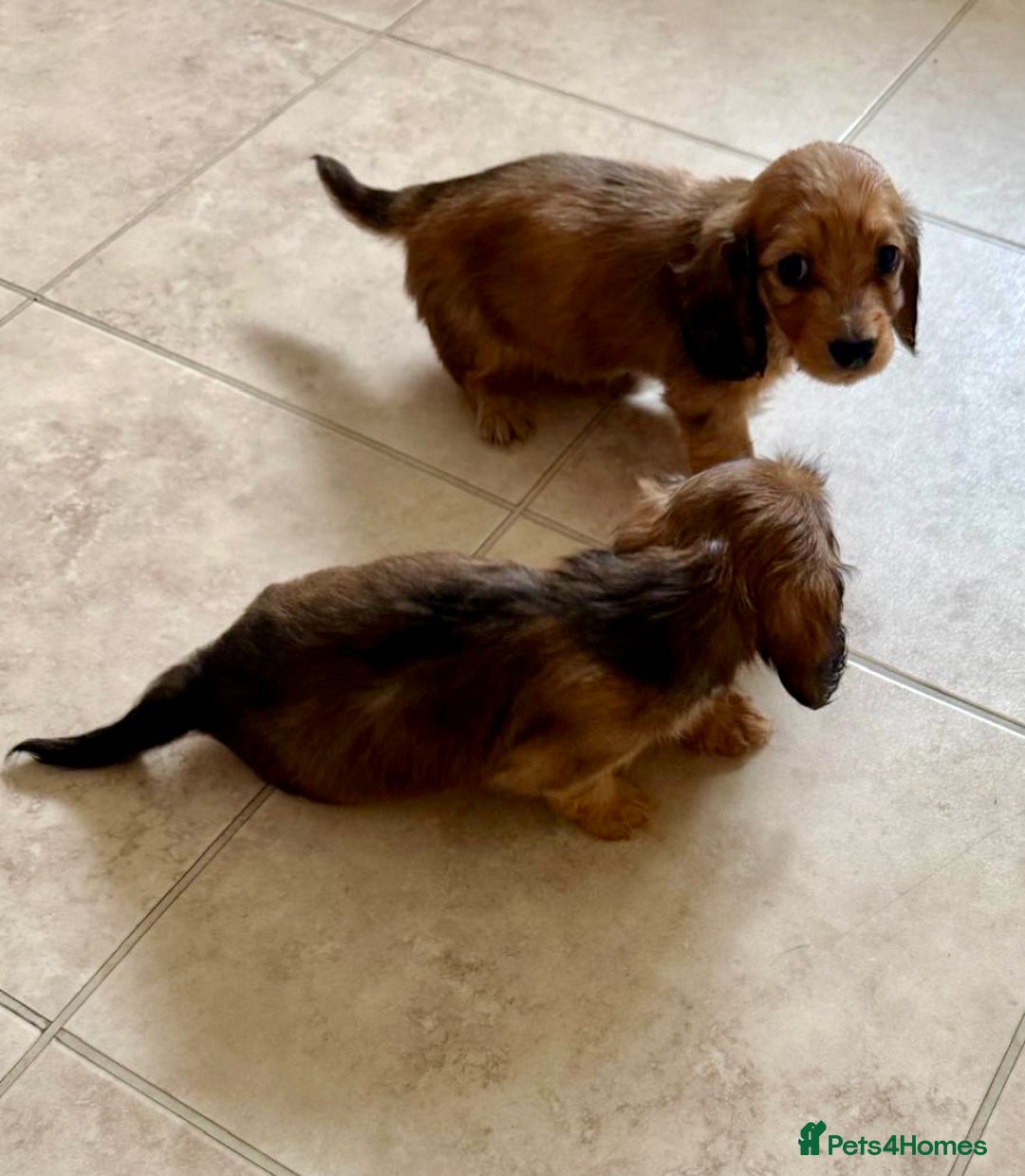 Miniature Dachshund dogs for sale: UPDATED PHOTOS - Long Haired Miniature Dachshunds  - Image 16