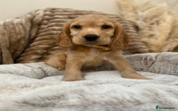 Cocker Spaniel dogs for sale: Show type cocker spaniels  - Image 1
