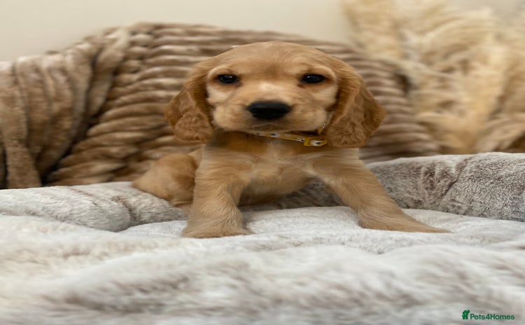 Cocker Spaniel dogs - Advert 12