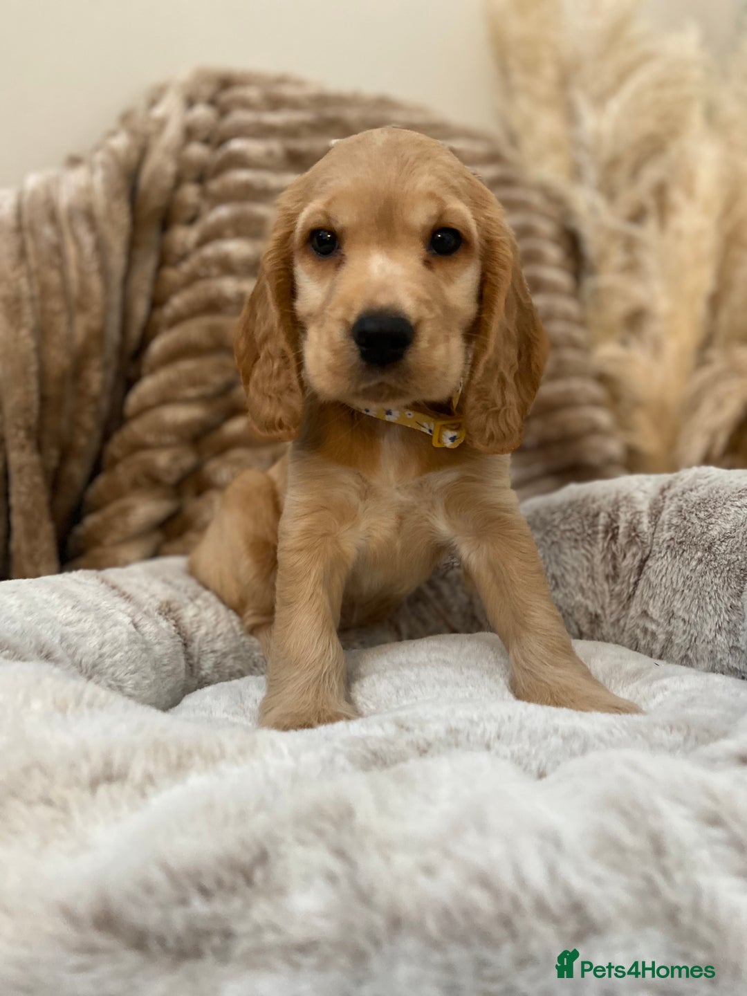 Cocker Spaniel dogs for sale: Show type cocker spaniels  - Image 1
