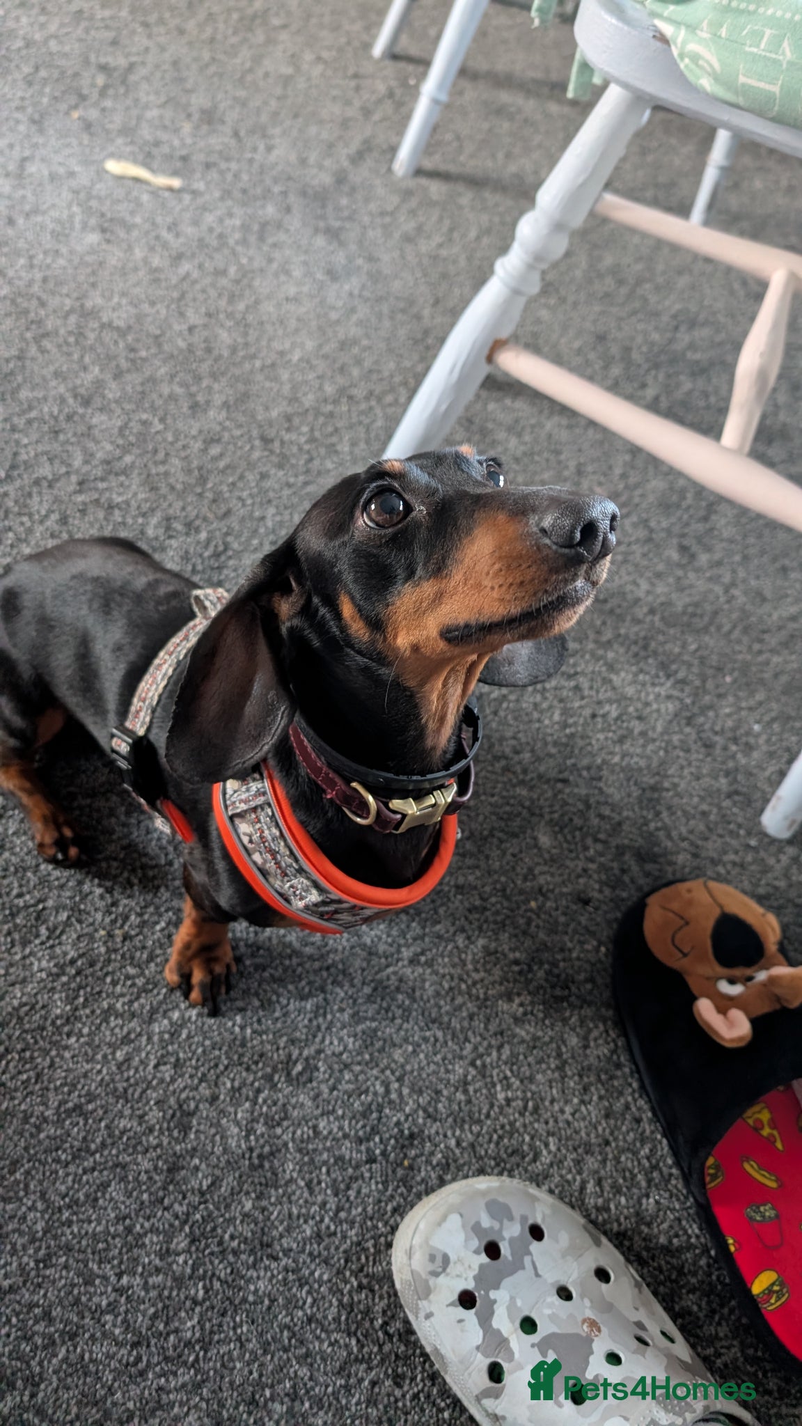 Miniature Dachshund dogs Dachshund looking for home - Advert 1