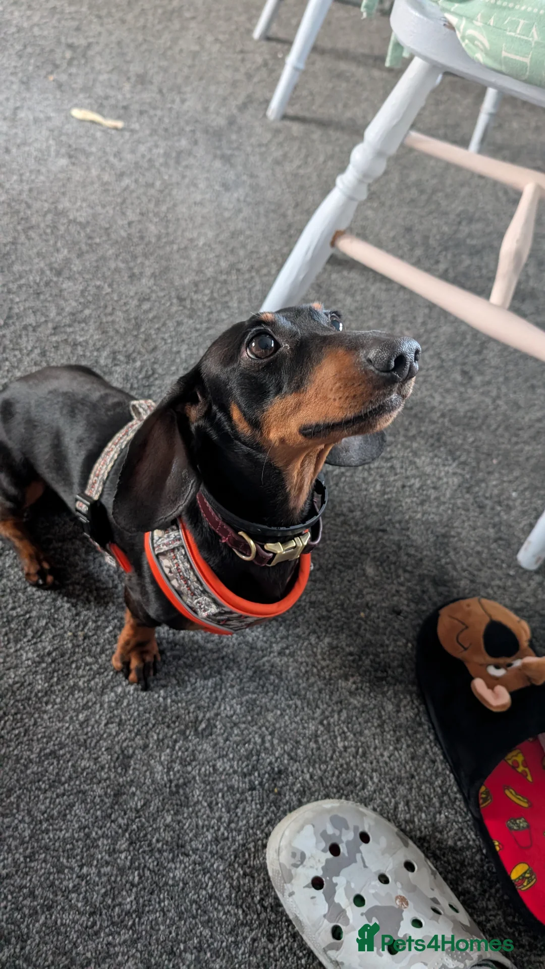 Miniature Dachshund dogs for sale: Dachshund looking for home - Advert 1