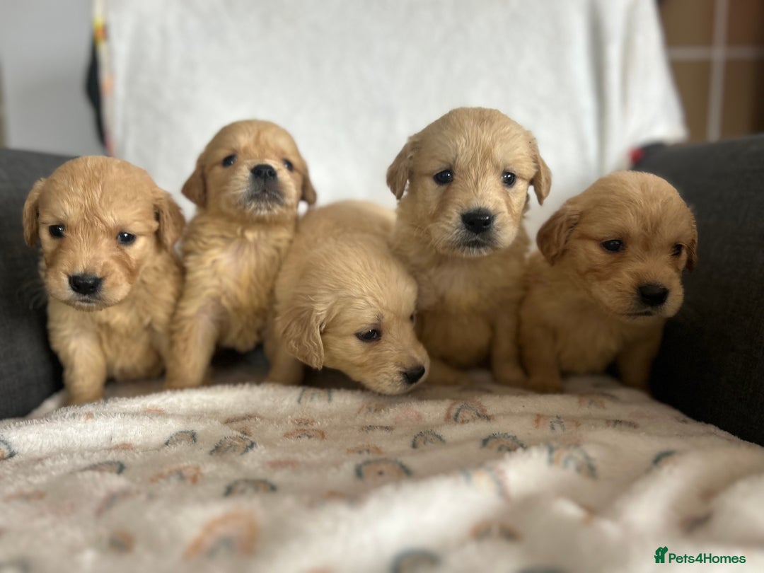 Golden Retriever dogs for sale: Beautiful golden retriever litter 🐶⭐️ - Image 13