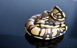 Python Snake reptiles for sale: Amazing baby ball pythons - Advert 7