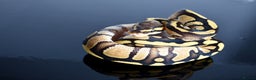 Python Snake reptiles for sale: Amazing baby ball pythons - Advert 7