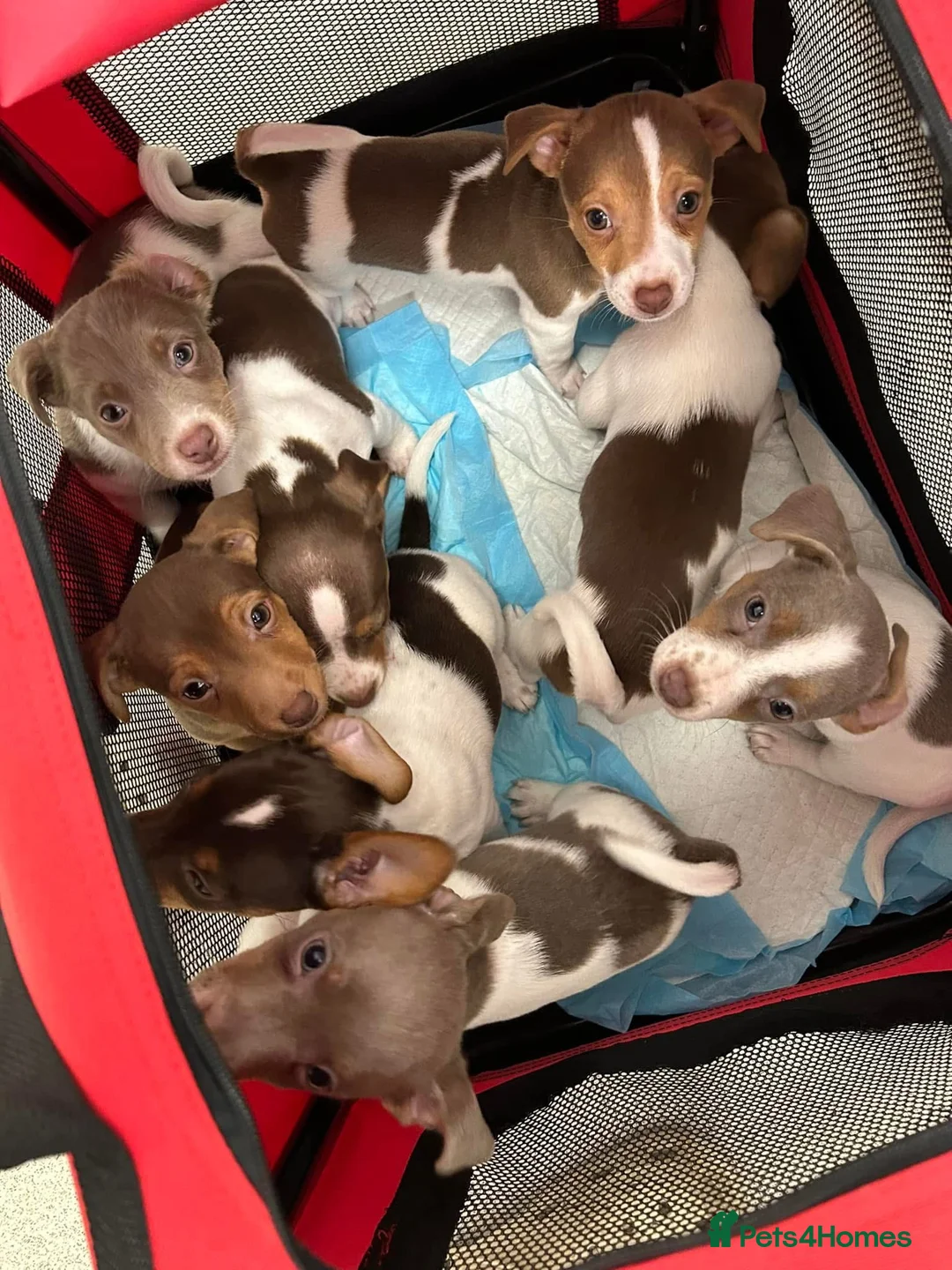 Jack Russell dogs for stud: DONJACKS RANGER - imported lilac & tan stud dog in Doncaster - Advert 25