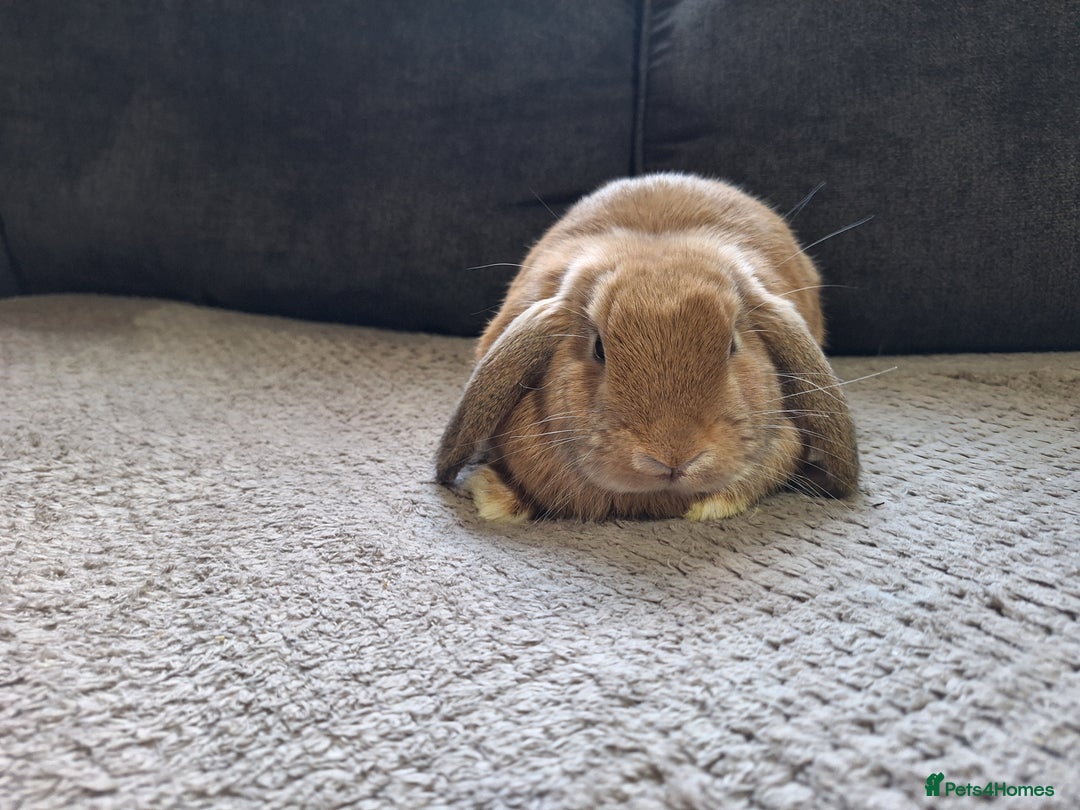 Mini Lop rabbits for sale: mini lop rabbits for sale  .. - Image 4