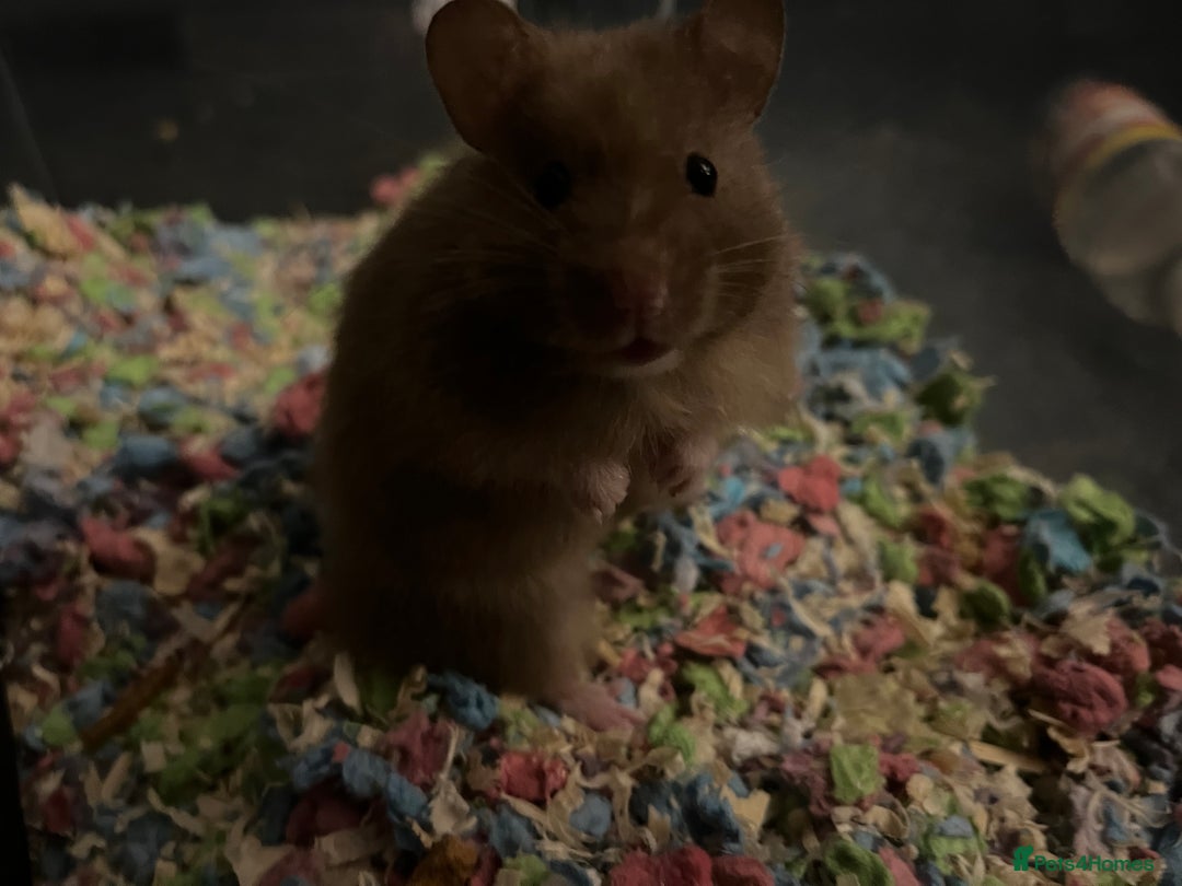 Hamster rodents for sale: Long Haired Syrian Hamster  - Image 4
