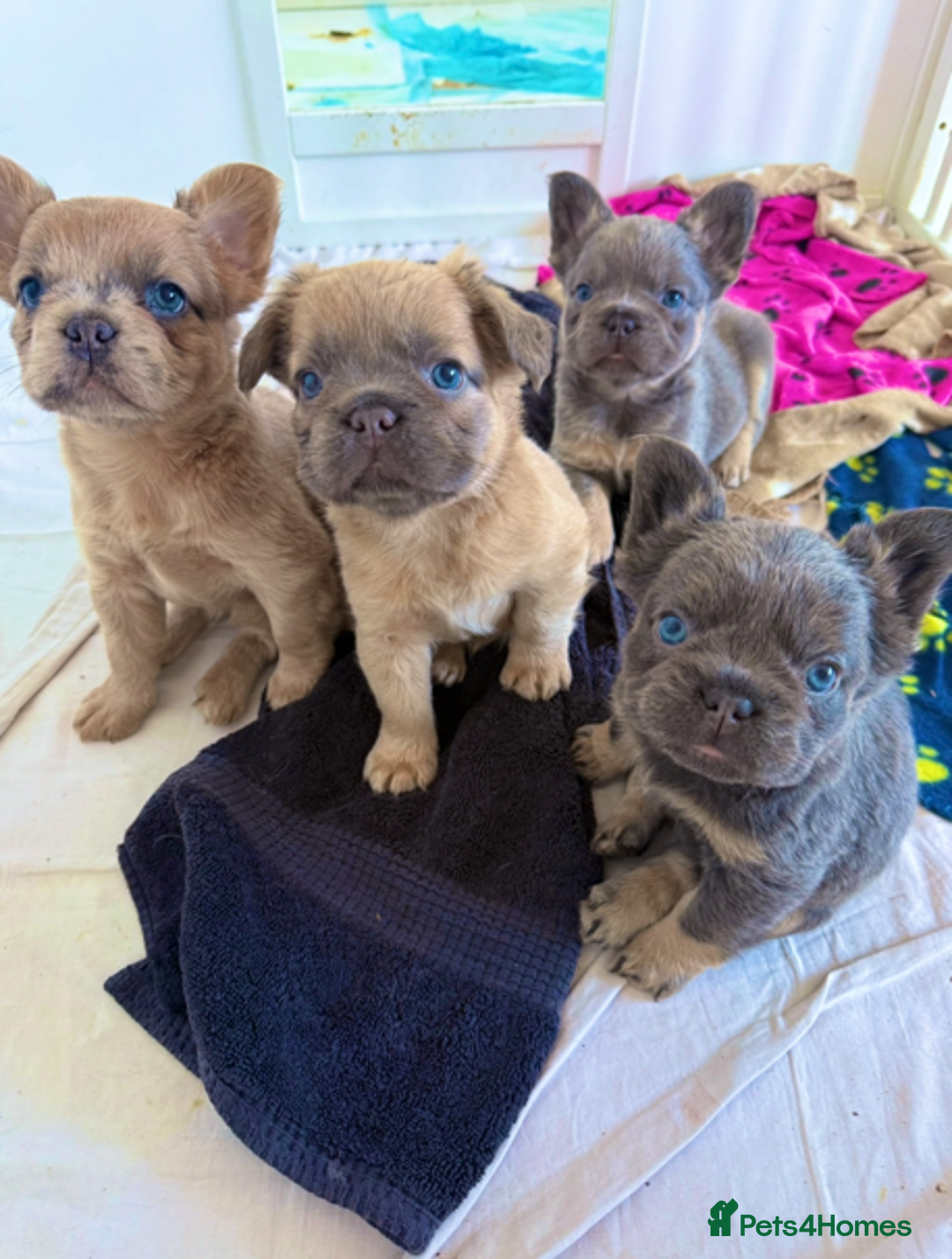 French Bulldog dogs for sale: REDUCED Last Pup! Quality Fluffy 🦁 - READY 🏠 - Advert 8