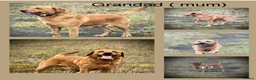 Labrador Retriever dogs for sale: KC Reg Labrador pups Working Traditional Chunky - Advert 34