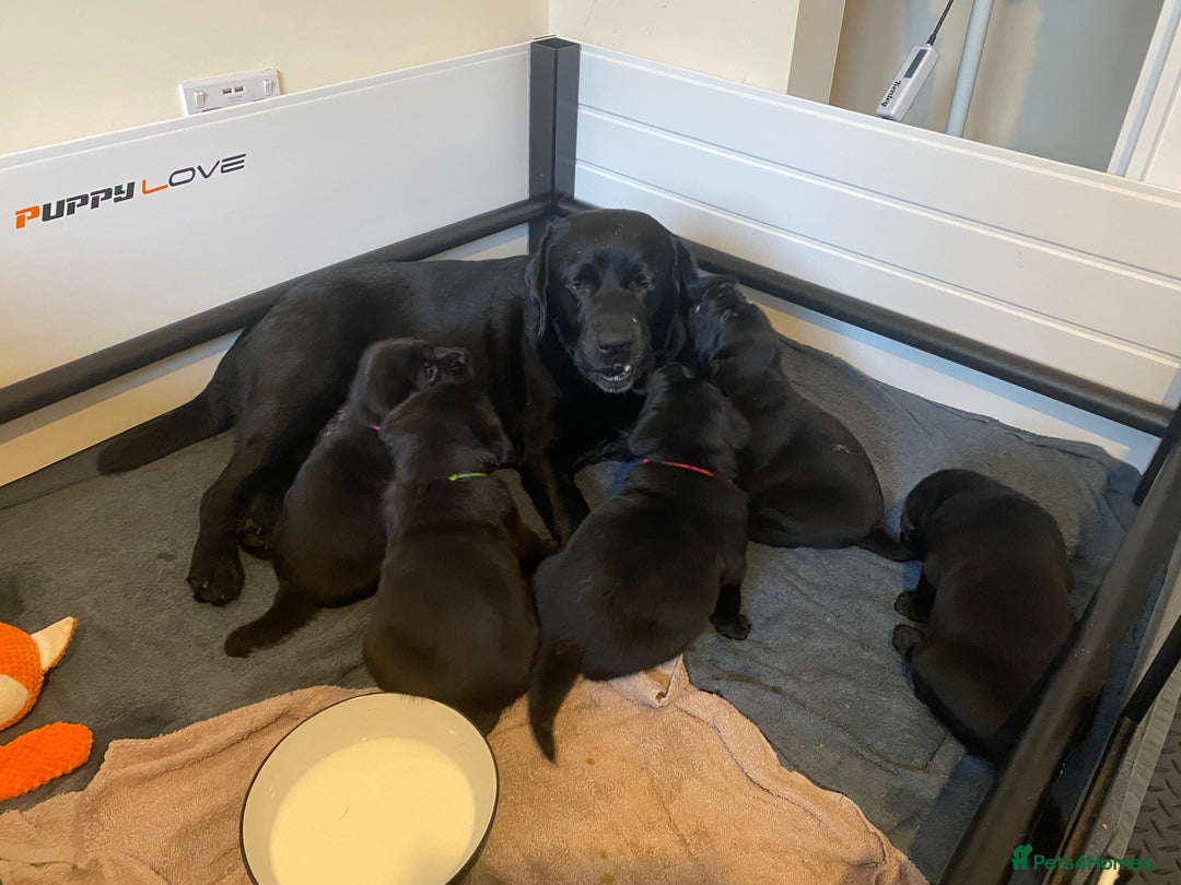 Labrador Retriever dogs for sale: 🐾Exceptional Black Labrador Retriever Puppies🐾 - Advert 12